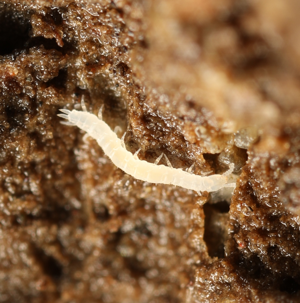 Symphylella