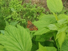 Pararge aegeria aegeria