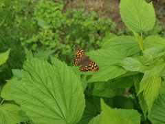 Pararge aegeria aegeria