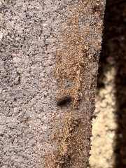 Blapstinus metallicus