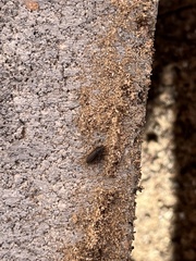 Blapstinus metallicus