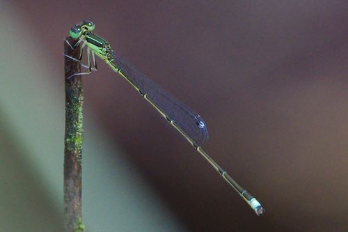 Furtive Forktail photo 4
