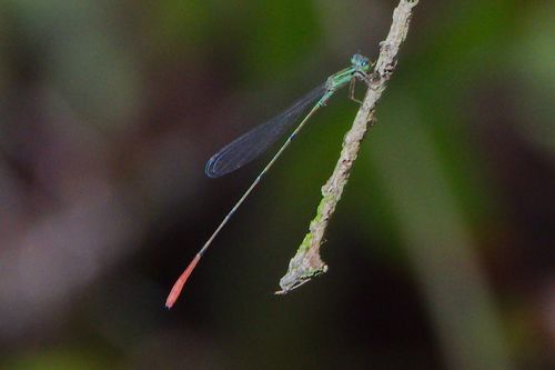 Lucifer Swampdamsel photo 3