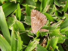 Aricoris indistincta