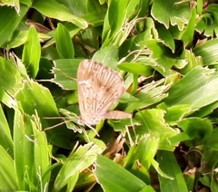 Aricoris indistincta