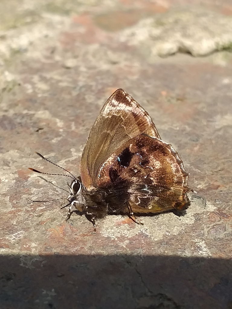 Ocaria sadiei