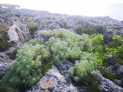 Tournefortia gnaphalodes