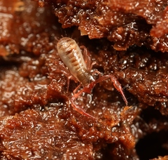 Chthonius ischnocheles