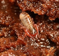 Chthonius ischnocheles