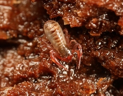 Chthonius ischnocheles