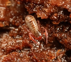 Chthonius ischnocheles