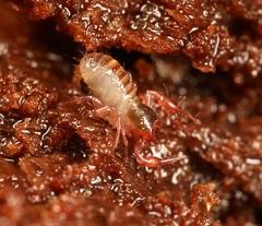 Chthonius ischnocheles