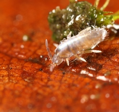 Lepidocyrtus lignorum