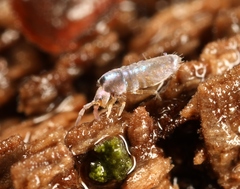 Lepidocyrtus lignorum