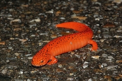 Pseudotriton ruber schencki