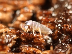 Lepidocyrtus lignorum