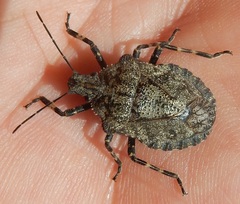 Brochymena carolinensis