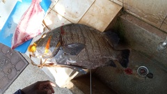 Plectorhinchus plagiodesmus