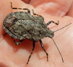 Brochymena carolinensis