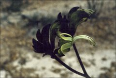 Macropidia fuliginosa