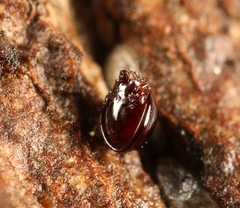 Conoppia palmicincta