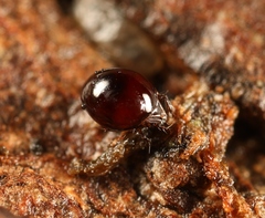 Conoppia palmicincta