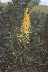 Petrophile shuttleworthiana