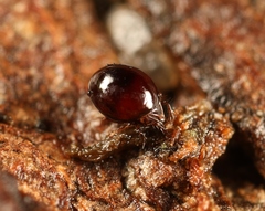 Conoppia palmicincta