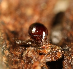 Conoppia palmicincta