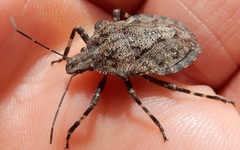 Brochymena carolinensis