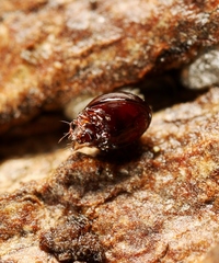 Conoppia palmicincta