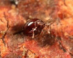 Conoppia palmicincta