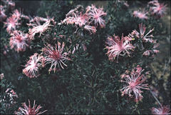 Isopogon dubius