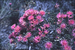 Melaleuca kybeliona