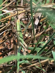 Allotruxalis gracilis