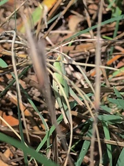 Allotruxalis gracilis