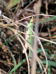 Allotruxalis gracilis