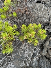 Darwiniothamnus tenuifolius