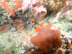 Monomyces rubrum