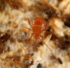 Pergamasus