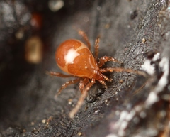 Pergamasus