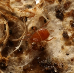 Pergamasus