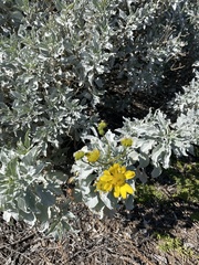 Encelia farinosa