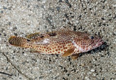 Epinephelus spilotoceps