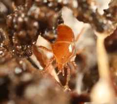 Pergamasus
