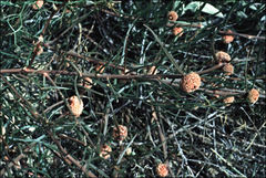 Tersonia cyathiflora