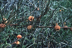 Tersonia cyathiflora