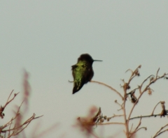 Calypte anna