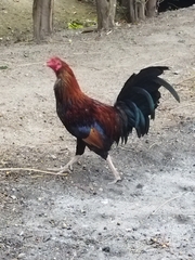 Gallus gallus domesticus
