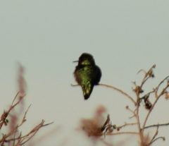 Calypte anna